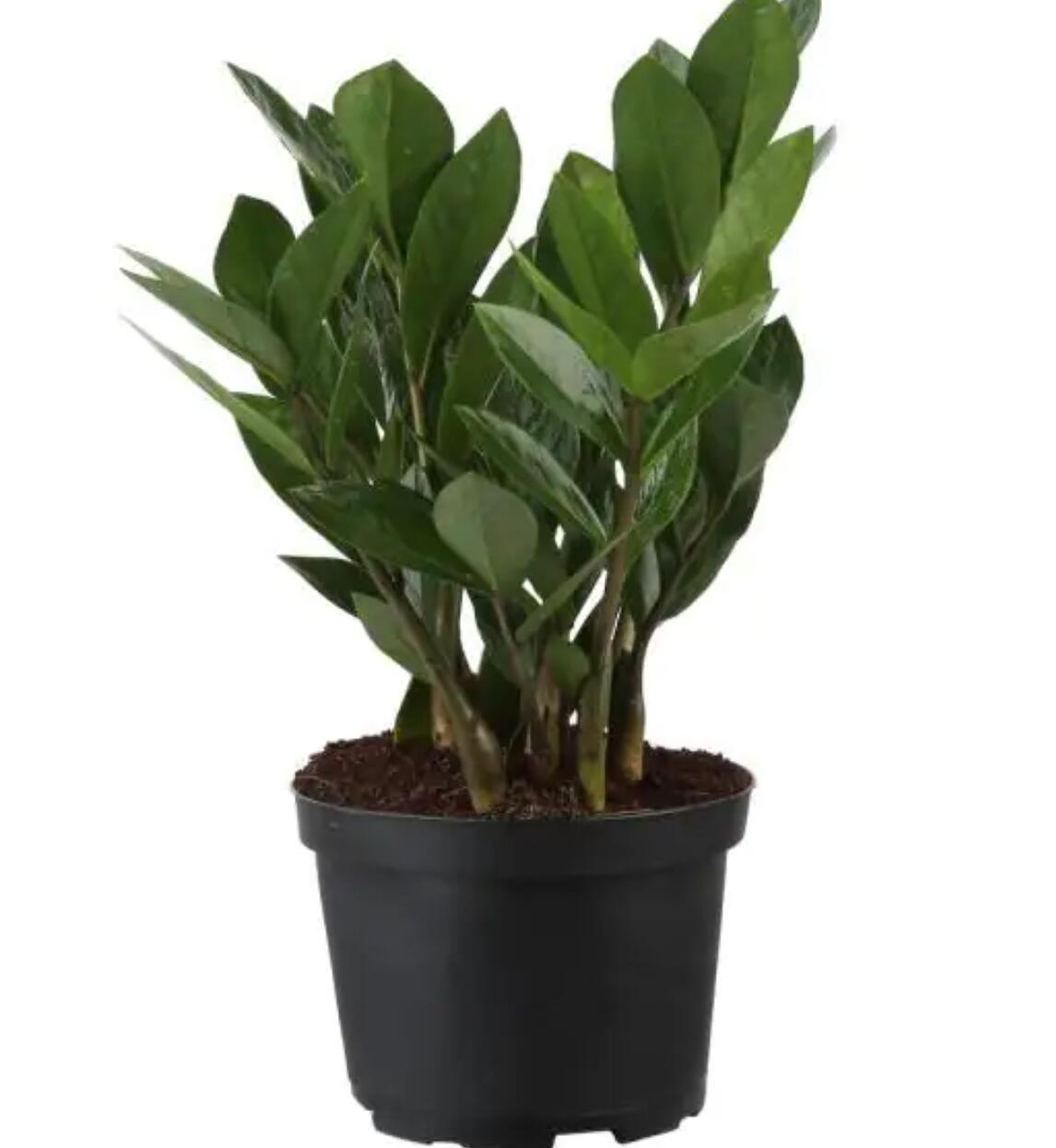 FlowersFlants - View 2