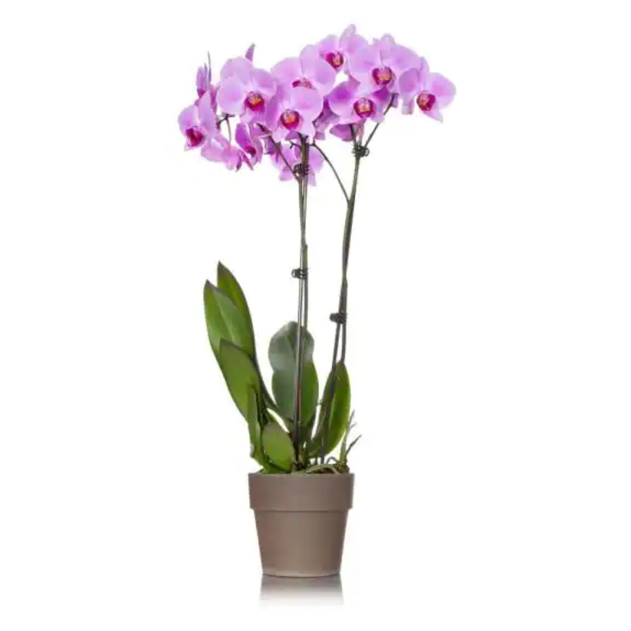 FlowersFlants - View 4