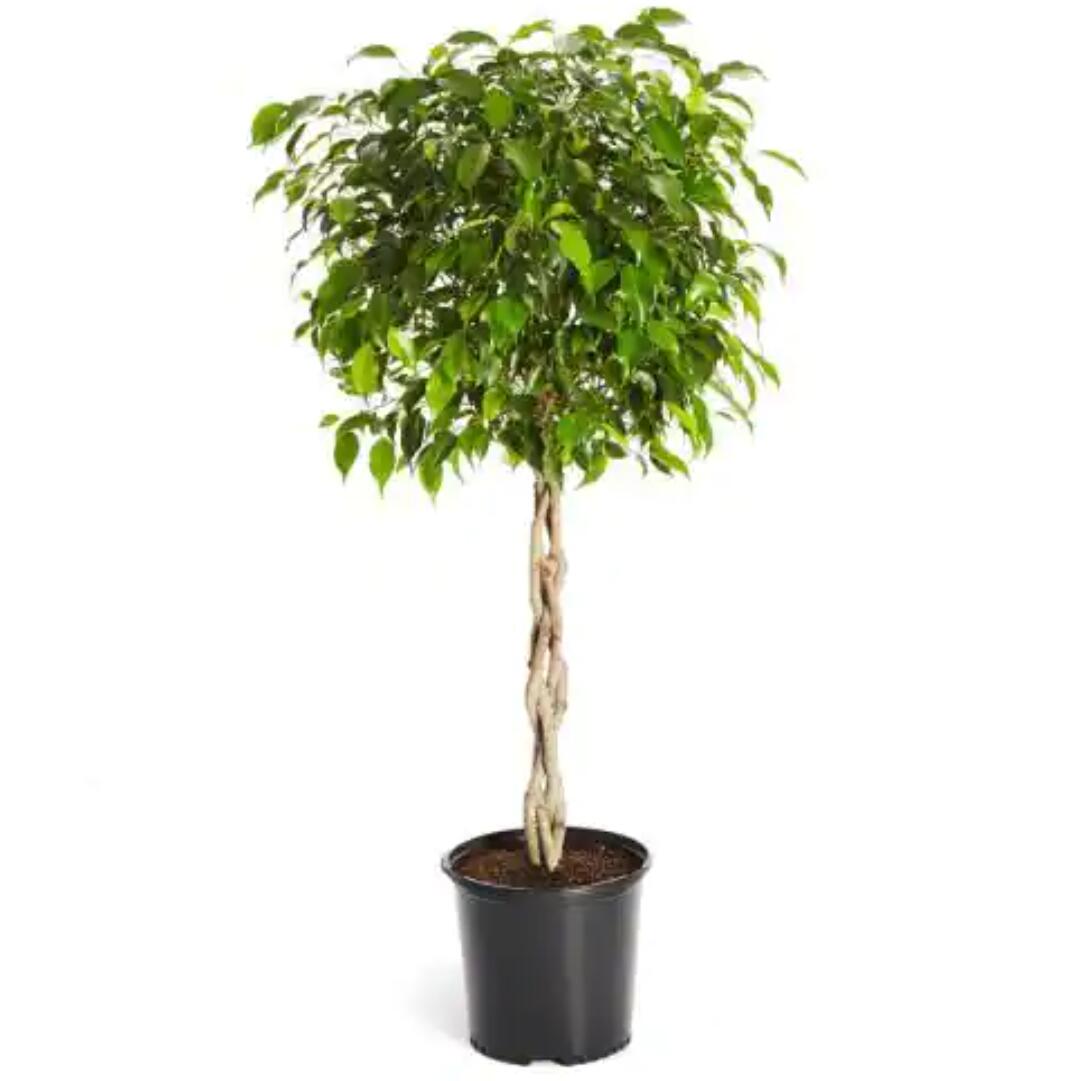 FlowersFlants - View 8