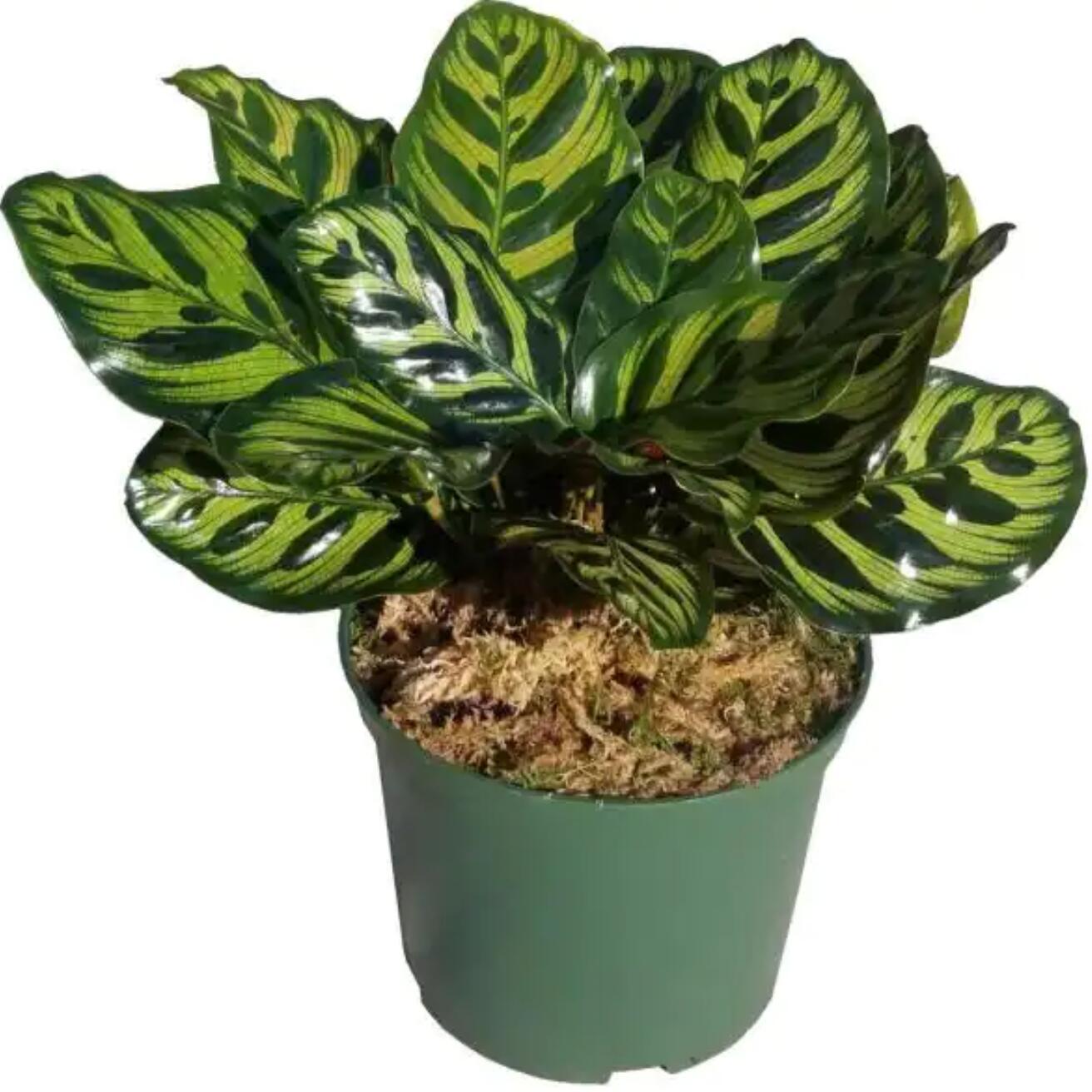 FlowersFlants - View 12