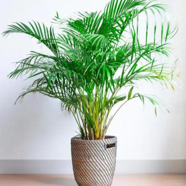 plant-180.jpg